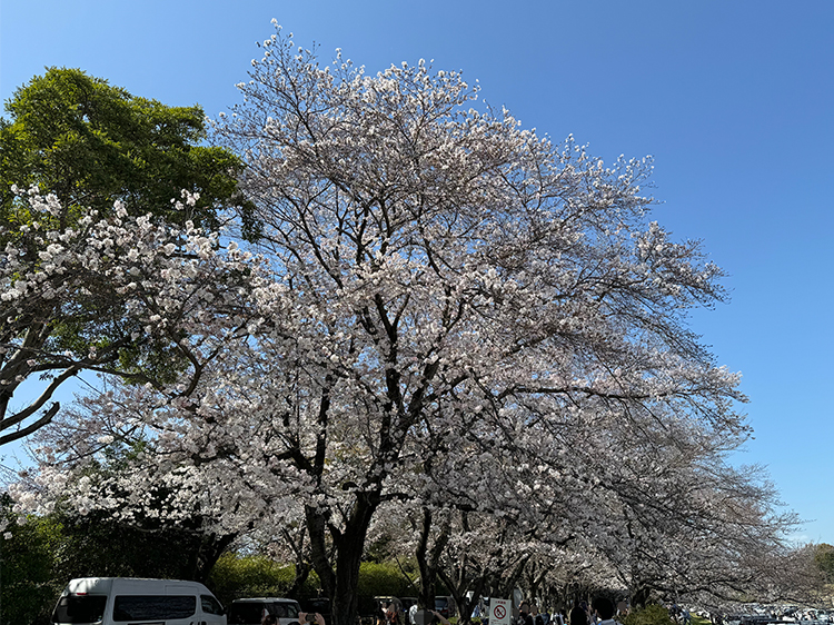 木多電気設備のお花見会の桜の写真